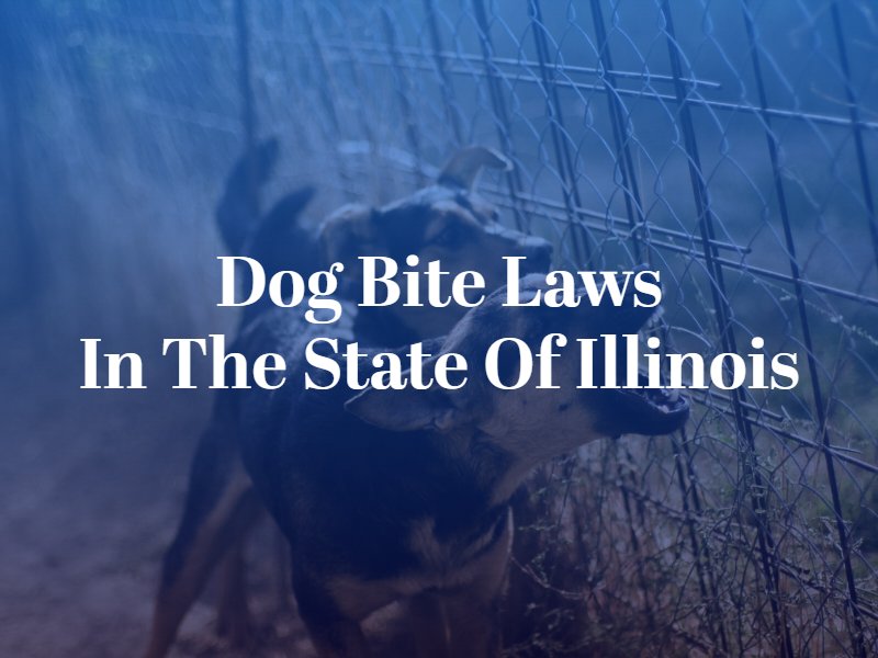 Dog Bite Laws